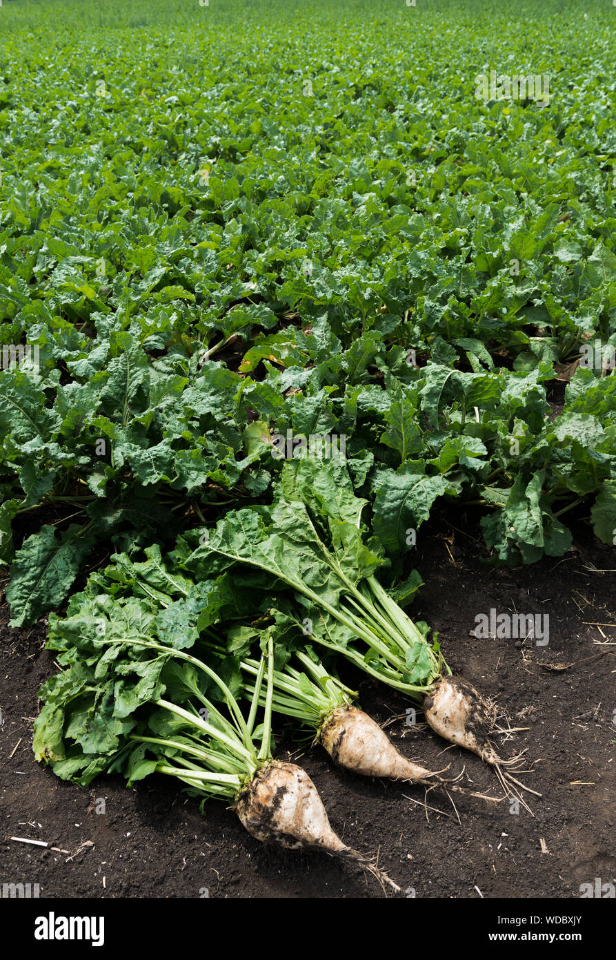 Sugar beets vegetable hires stock photography and images Alamy
