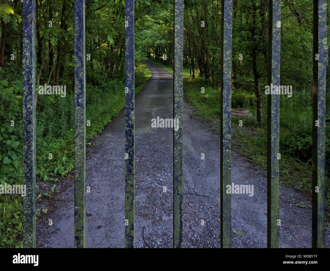 Gate Against Forest Road Stock Photo Alamy Gate Against Forest Road Stock Photo Alamy