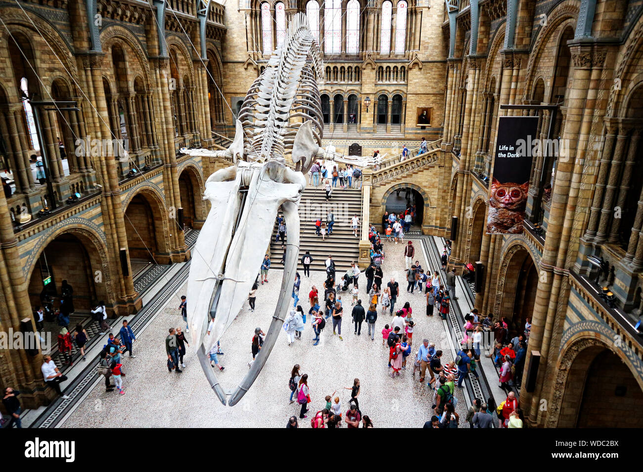 The Natural history museum, London Stock Photo