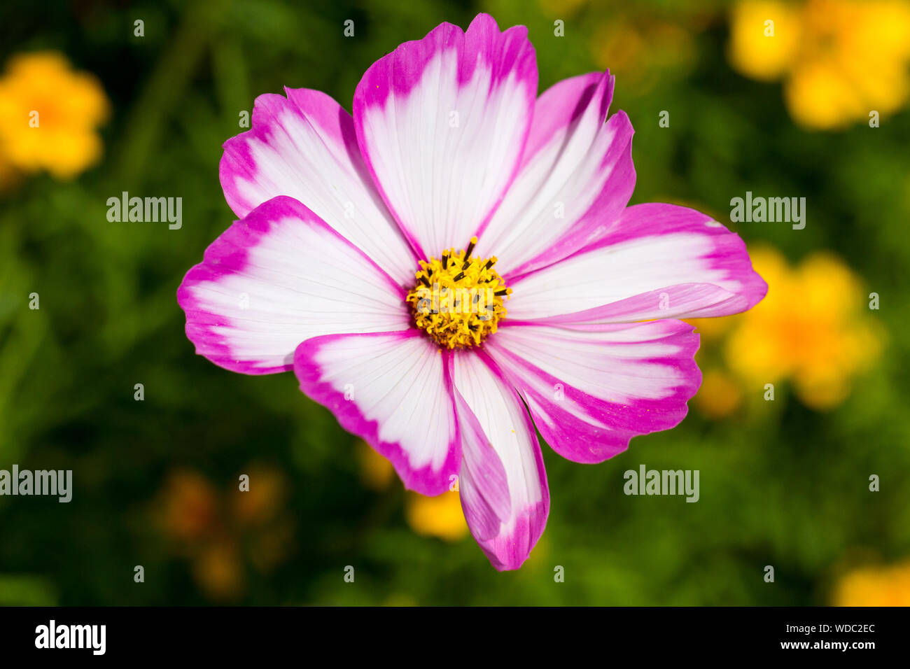 Cosmos bipinnatus 'candy-stripe' flower closeup. United Kingdom Stock Photo