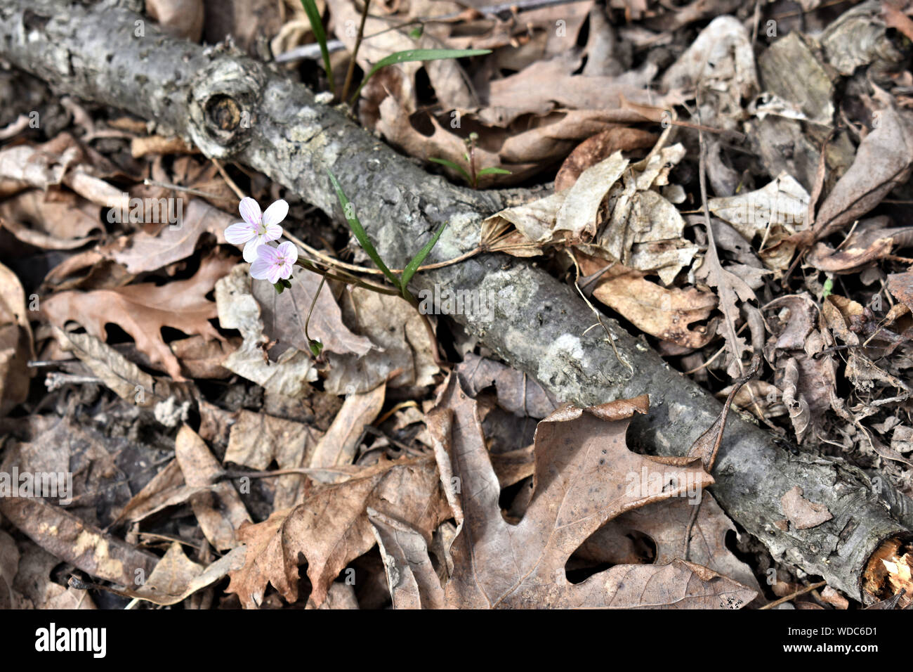 A branch laying among fallen leaves with two Spring Beauty Flowers beside it on the forest floor. Stock Photo