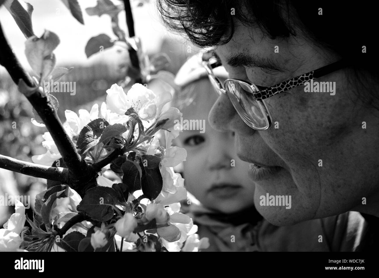 Grandmother With Grandchild By Flowers Stock Photo