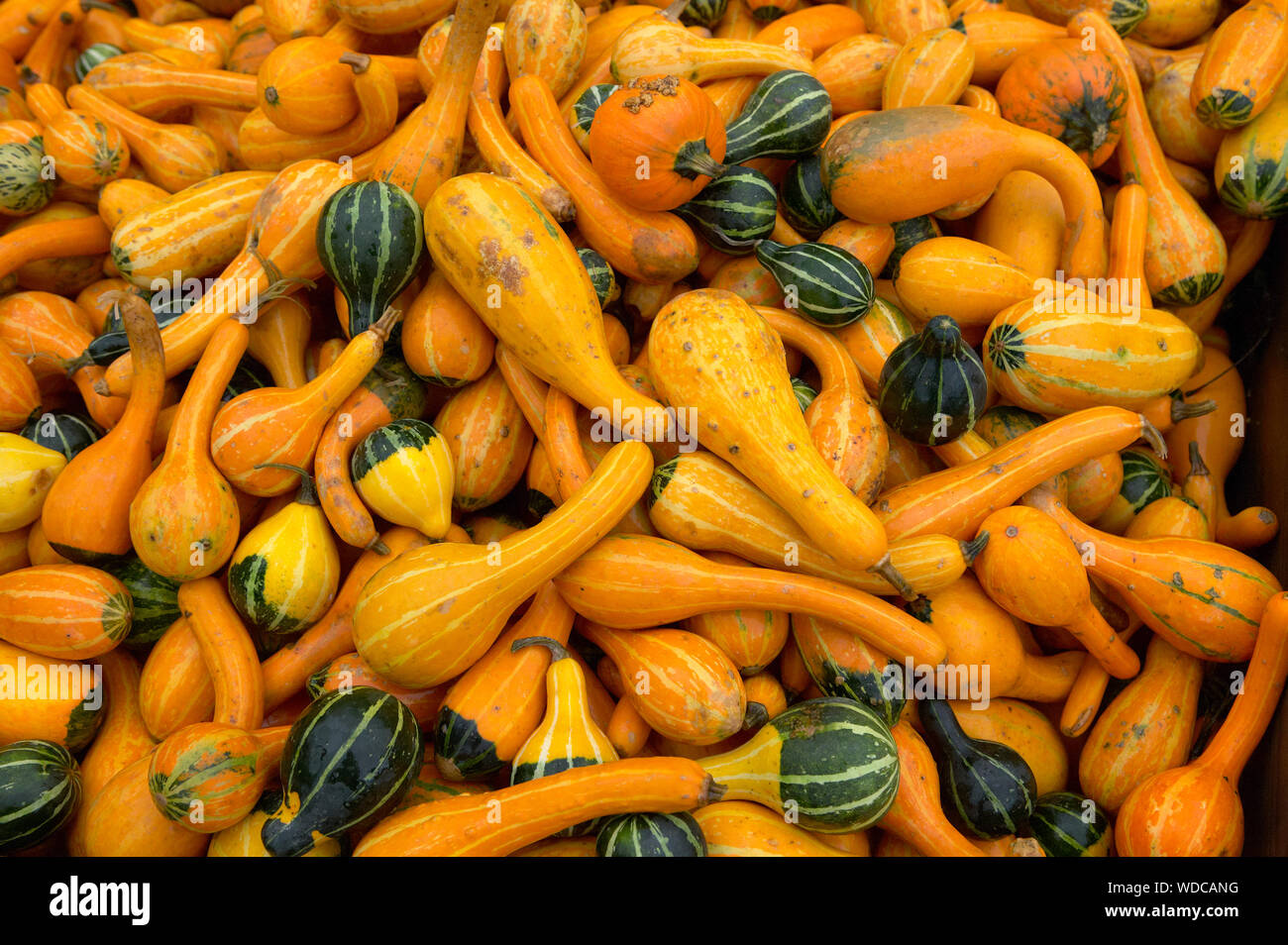 Display of various pumpkins and squashes Stock Photo