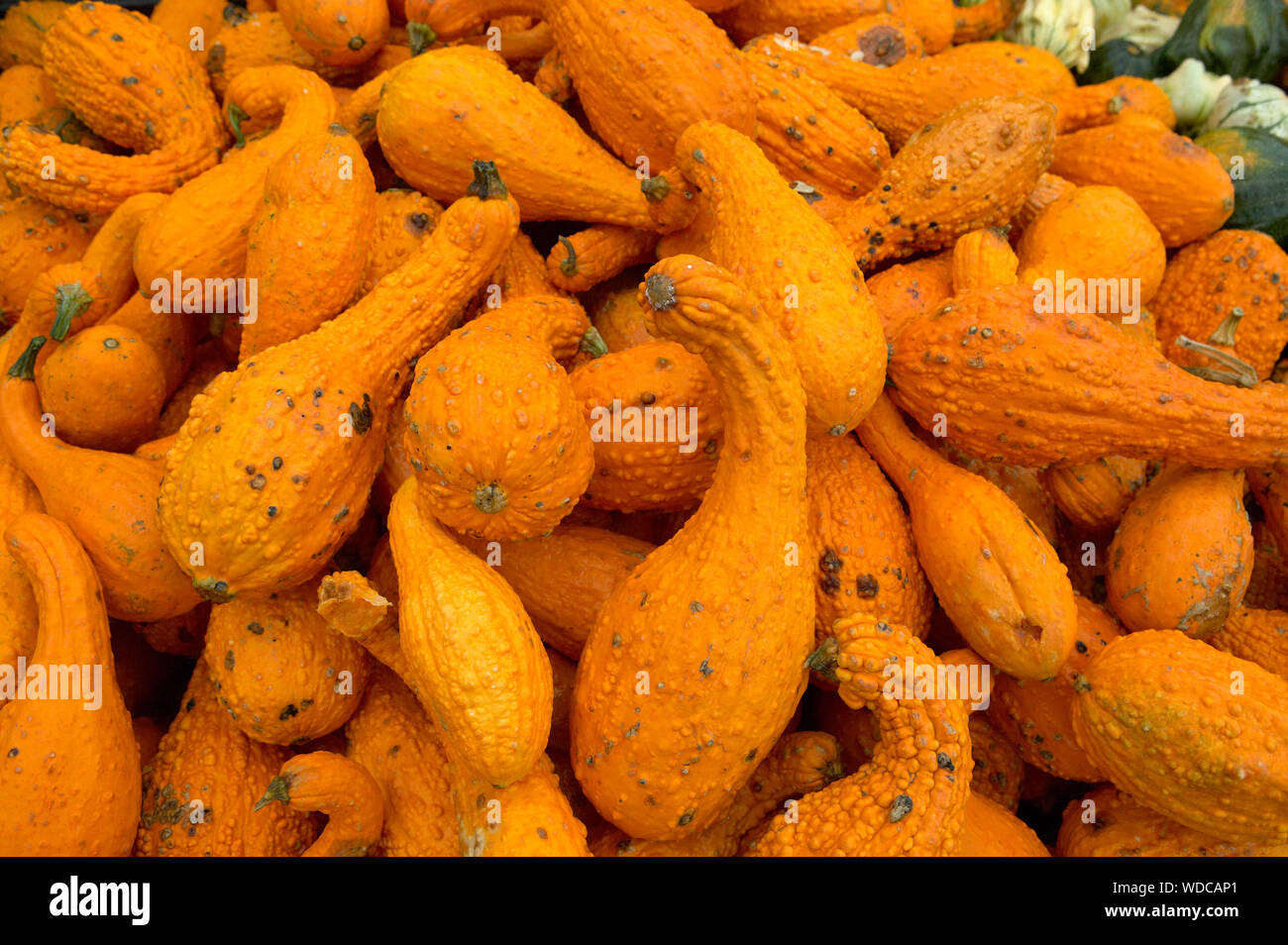 Display of orange coloured crookneck squash Stock Photo
