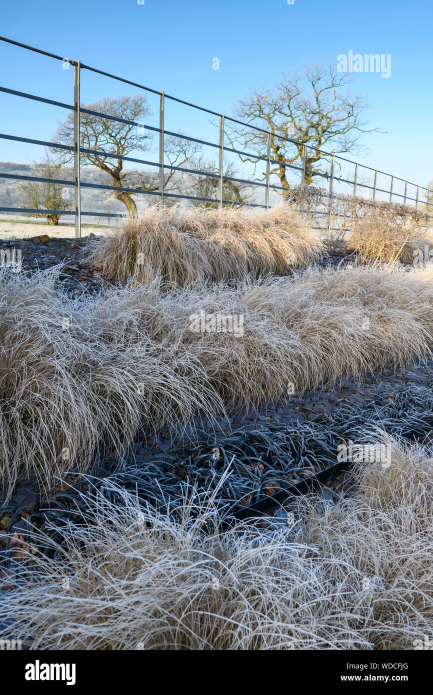 Herbaceous border with stylish, contemporary design, slate chips & rows of grasses (frosty sunny winter day) - private garden, Yorkshire, England, UK. Stock Photo