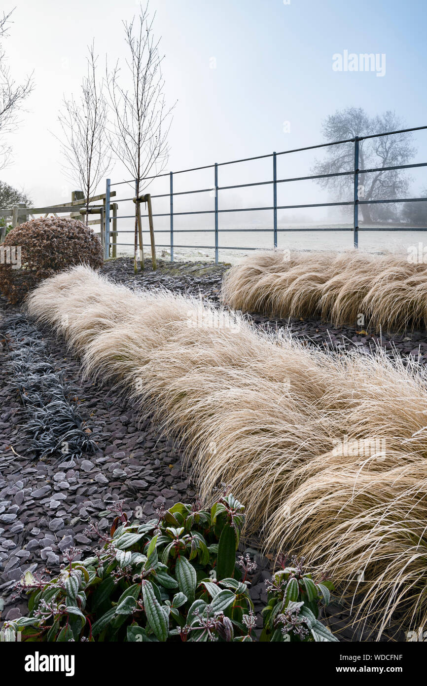 Herbaceous border with stylish, contemporary design, slate chips & rows of grasses (frosty misty winter day) - private garden, Yorkshire, England, UK. Stock Photo