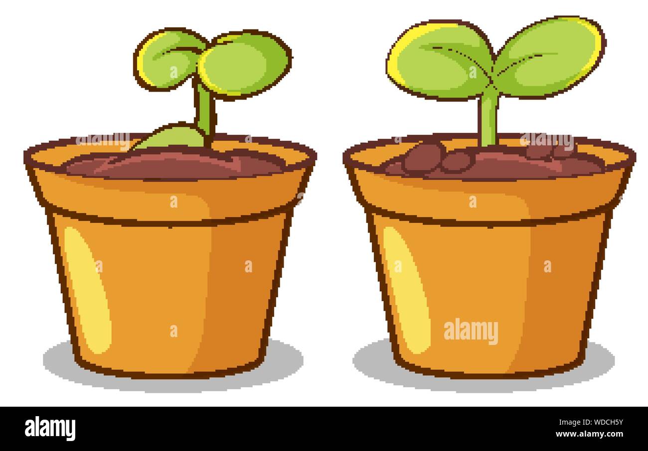 Two pots of plants on white background illustration Stock Vector Image