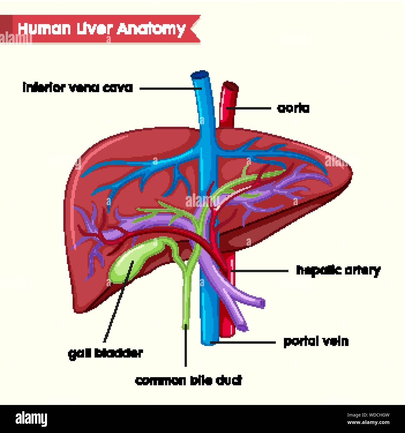Scientific Medical Illustration Of Human Liver Parts Illustration Stock Vector Image Art Alamy