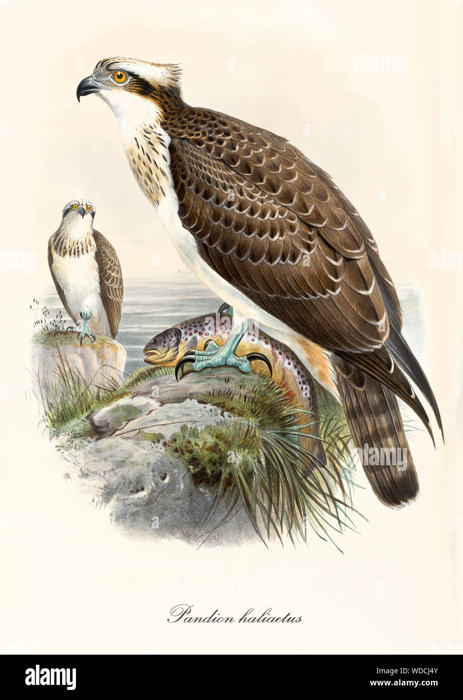 Little hawk on a rock near the sea with a fish captured in its claws. Old colorful vintage illustration of Osprey (Pandion haliaetus). By John Gould publ. In London 1862 - 1873 Stock Photo