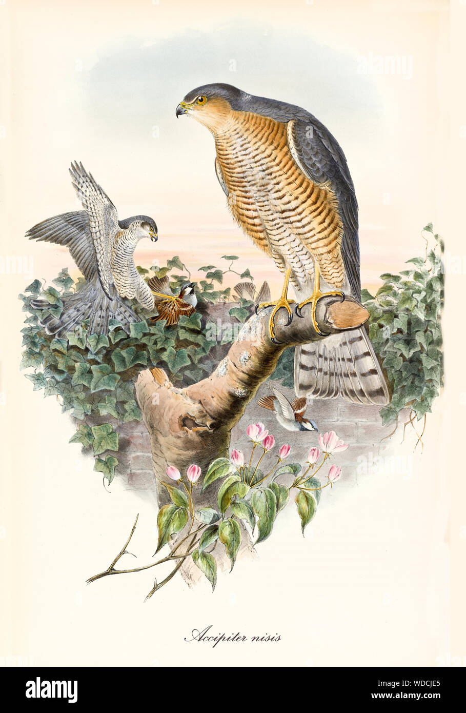 Exemplars of bird of prey on top of a tree. Old colorful and detailed illustration of Eurasian Sparrowhawk (Accipiter nisus). By John Gould publ. In London 1862 - 1873 Stock Photo