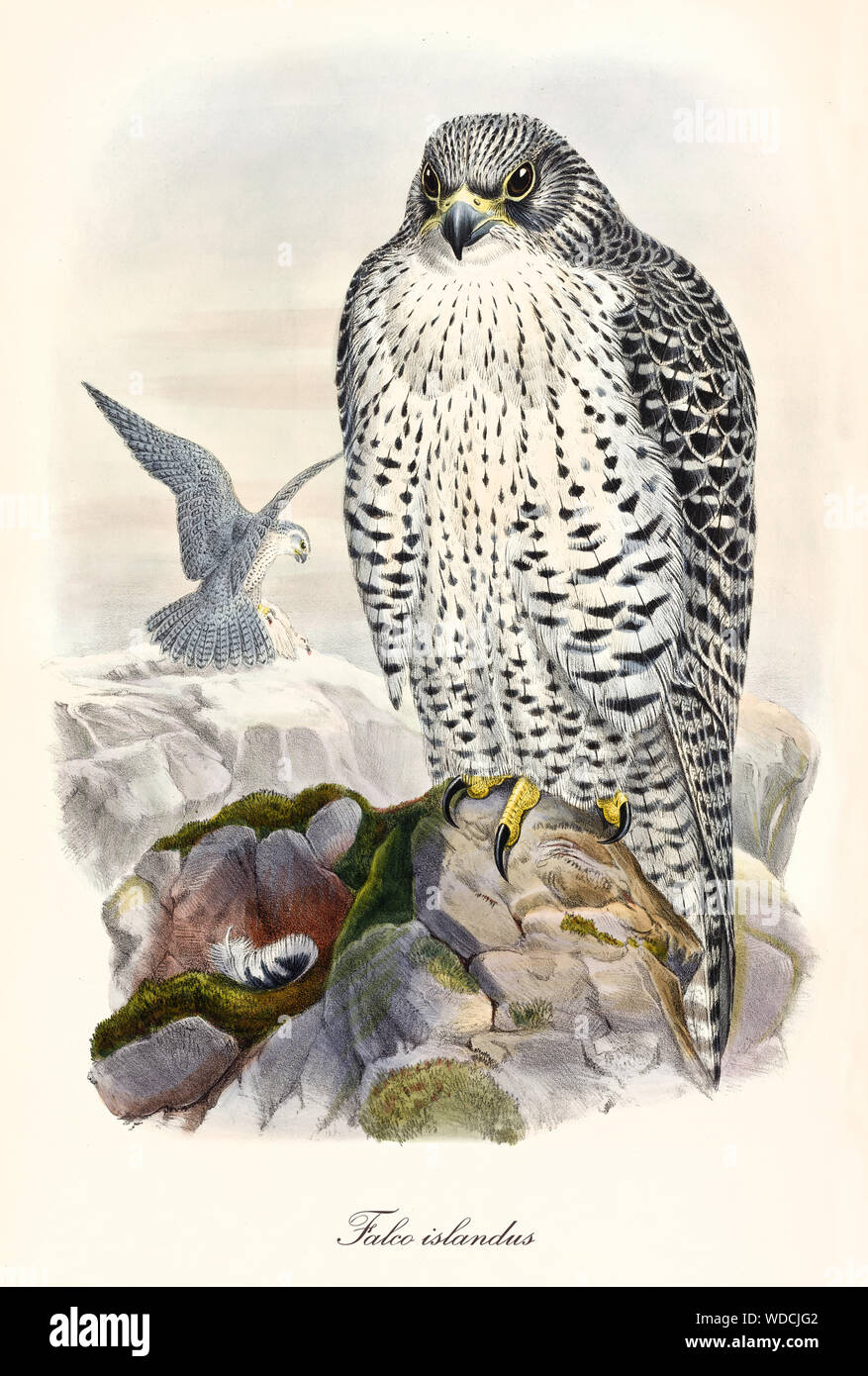 Black and white dotted bird of prey on a rocky ground. Old detailed and colorful illustration of Gyrfalcon (Falco rusticolus). By John Gould publ. In London 1862 - 1873 Stock Photo