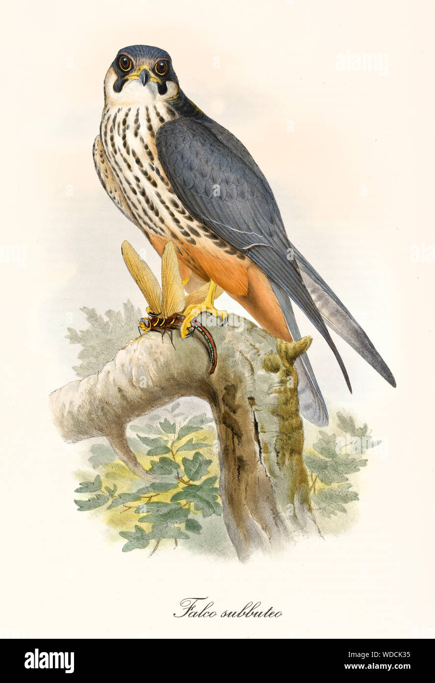 Little bird of prey on a branch after the hunting. Old colorful and detailed illustration of Eurasian Hobby (Falco subbuteo). By John Gould publ. In London 1862 - 1873 Stock Photo