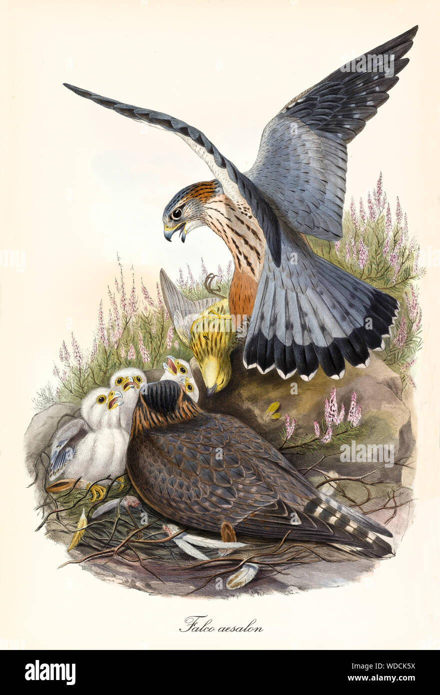 Couple of birds of prey bringing a prey in their nest to their children. Old detailed and colorful illustration of Merlin (Falco columbarius). By John Gould publ. In London 1862 - 1873 Stock Photo