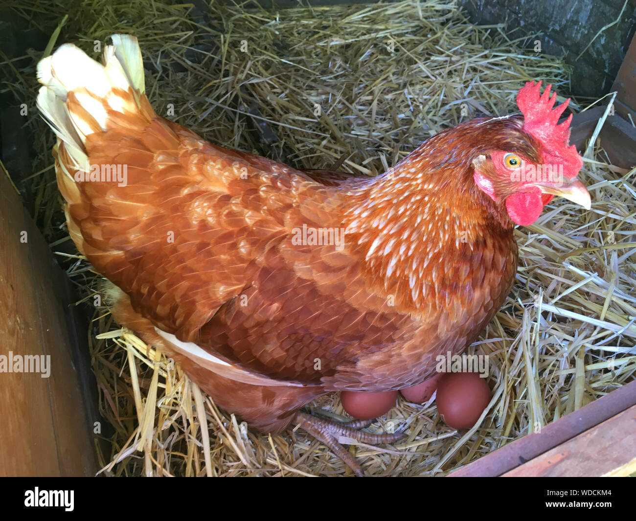 Happy healthy free range / freerange hen / chicken sitting on eggs she's laid on straw in her coop. The hens are kept by a family in their domestic garden. UK. The mature hen was taken home and kept by parents after a 'Chick Hatching In Schools' project / activity. (stomo) Stock Photo