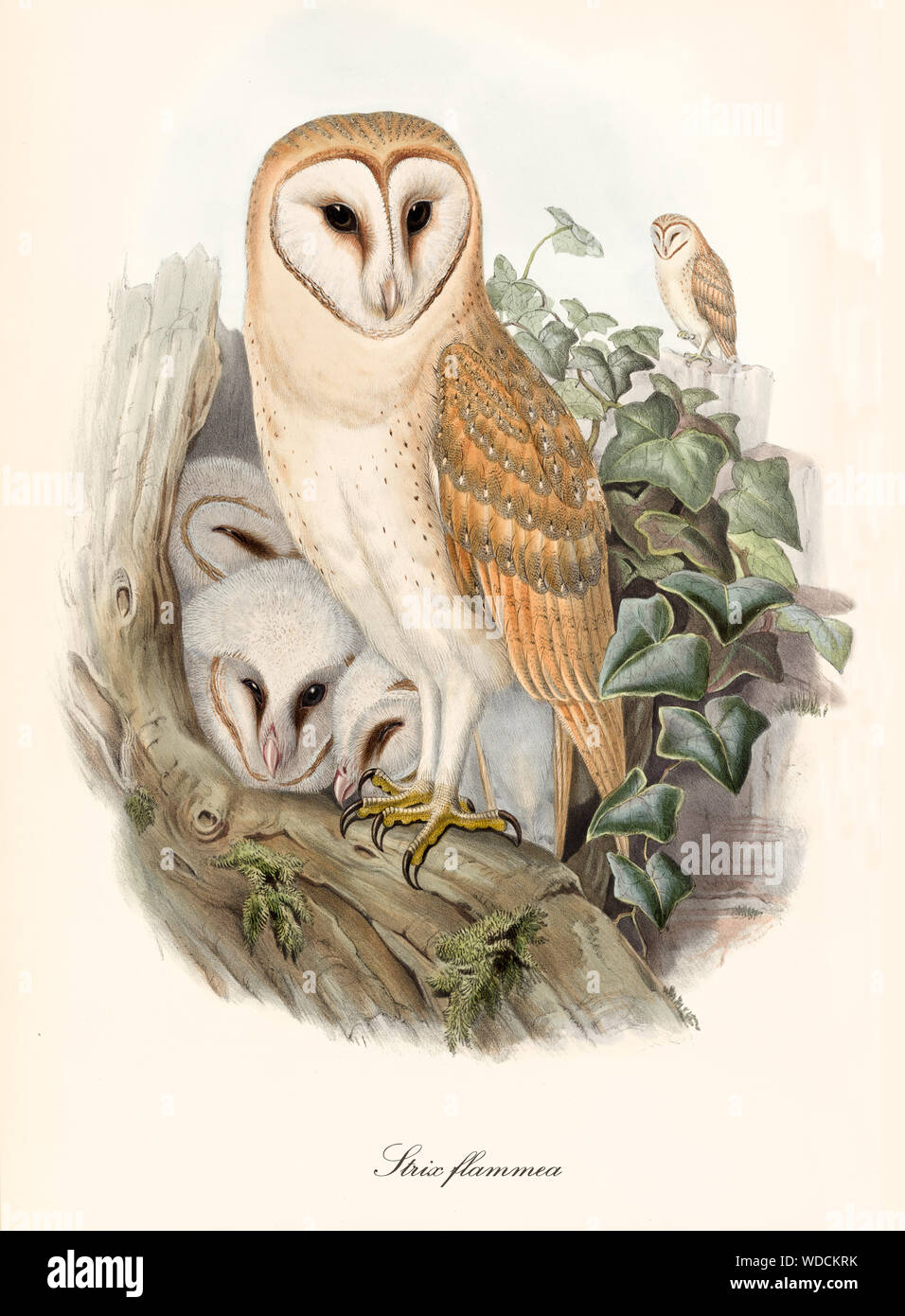 Barn owl illustration hi-res stock photography and images - Alamy, image size:956x1390