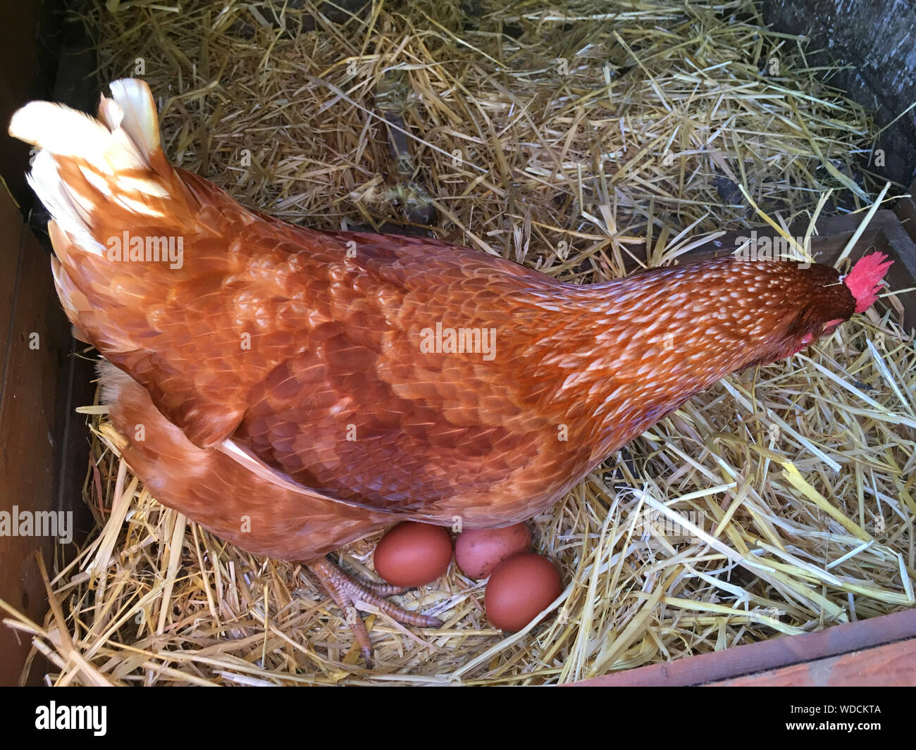 Chicken laid eggs on hay hires stock photography and images Alamy