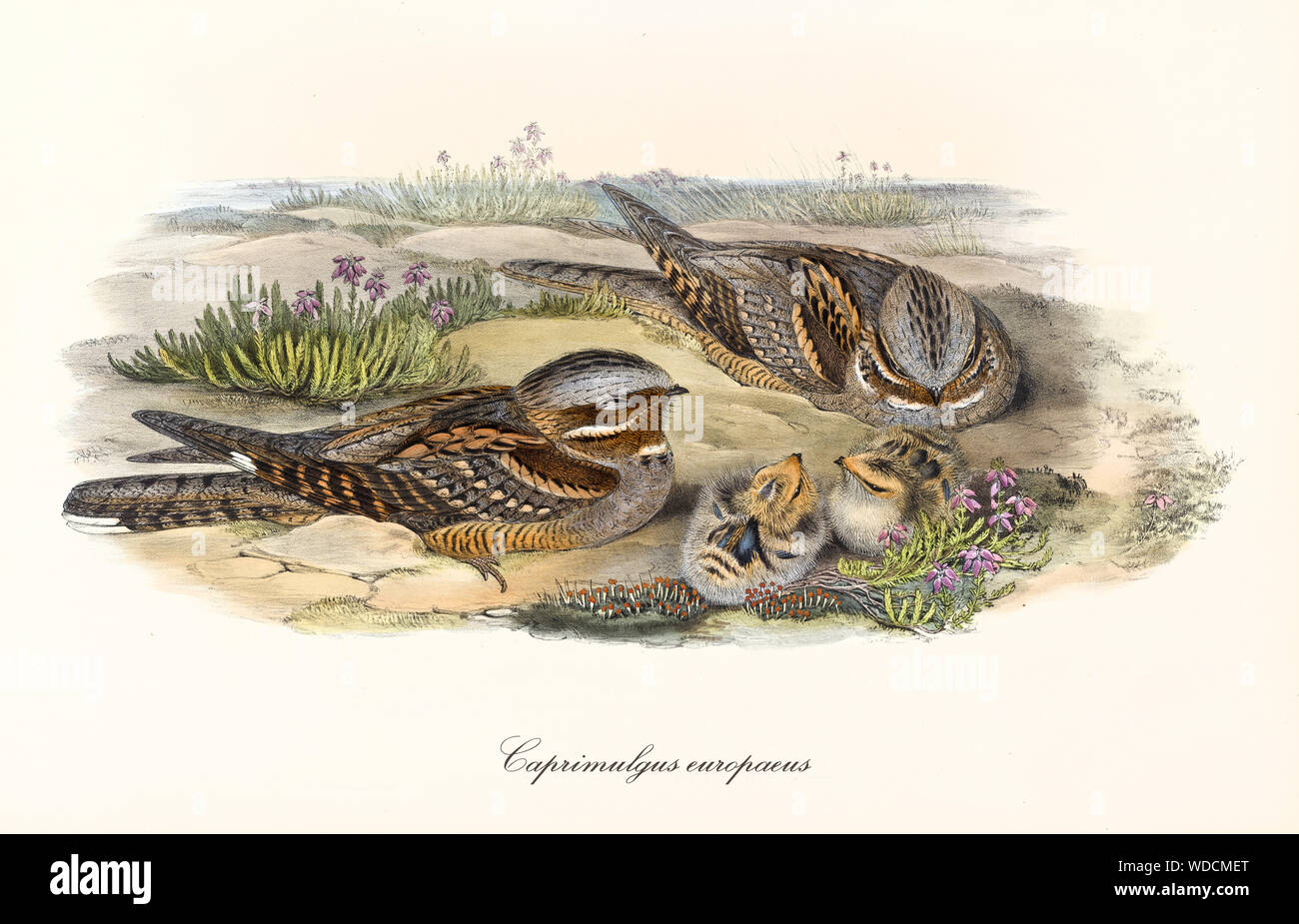 Family of brownish birds standing in the ground. Old illustration of European Nightjar (Caprimulgus europaeus). By John Gould publ. In London 1862 - 1873 Stock Photo