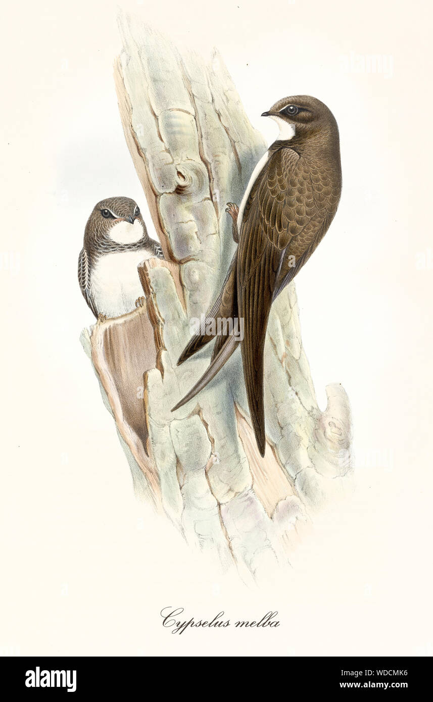 Couple of brown birds on a bark looking for a den. Old colorful and detailed isolated illustration of Alpine Swift (Tachymarptis melba). Graphic composition by John Gould publ. In London 1862 - 1873 Stock Photo