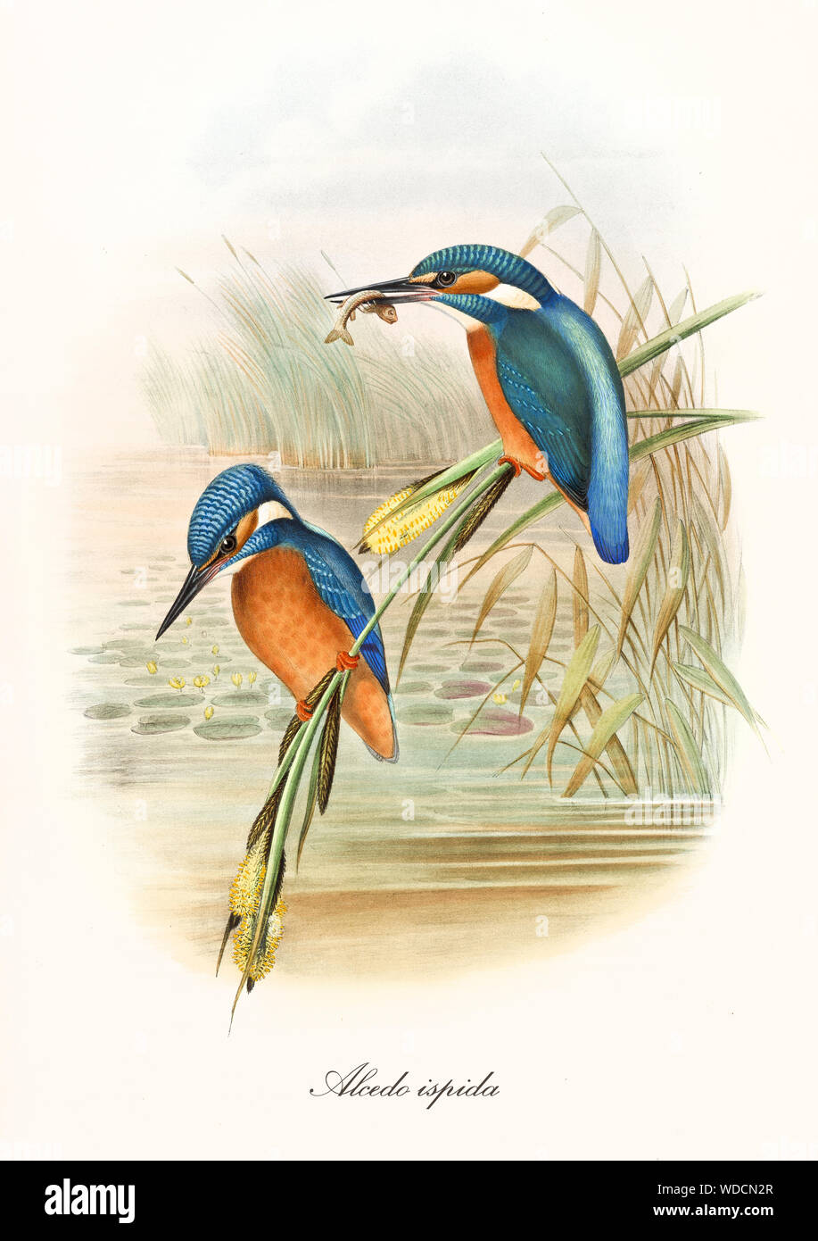 Two Kingfisher birds standing on the water vegetation, one of them with a fish in the long beak. Old illustration of Common Kingfisher (Alcedo atthis). By John Gould publ. In London 1862 - 1873 Stock Photo