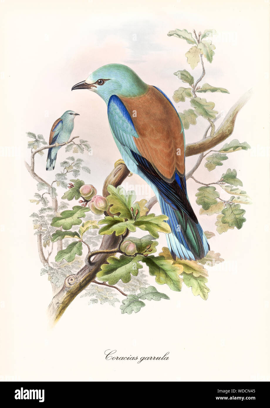 Colorful bird standing on a oak tree branch viewed in slightly back view. Old style detailed illustration of European Roller (Coracias garrulus). By John Gould publ. In London 1862 - 1873 Stock Photo