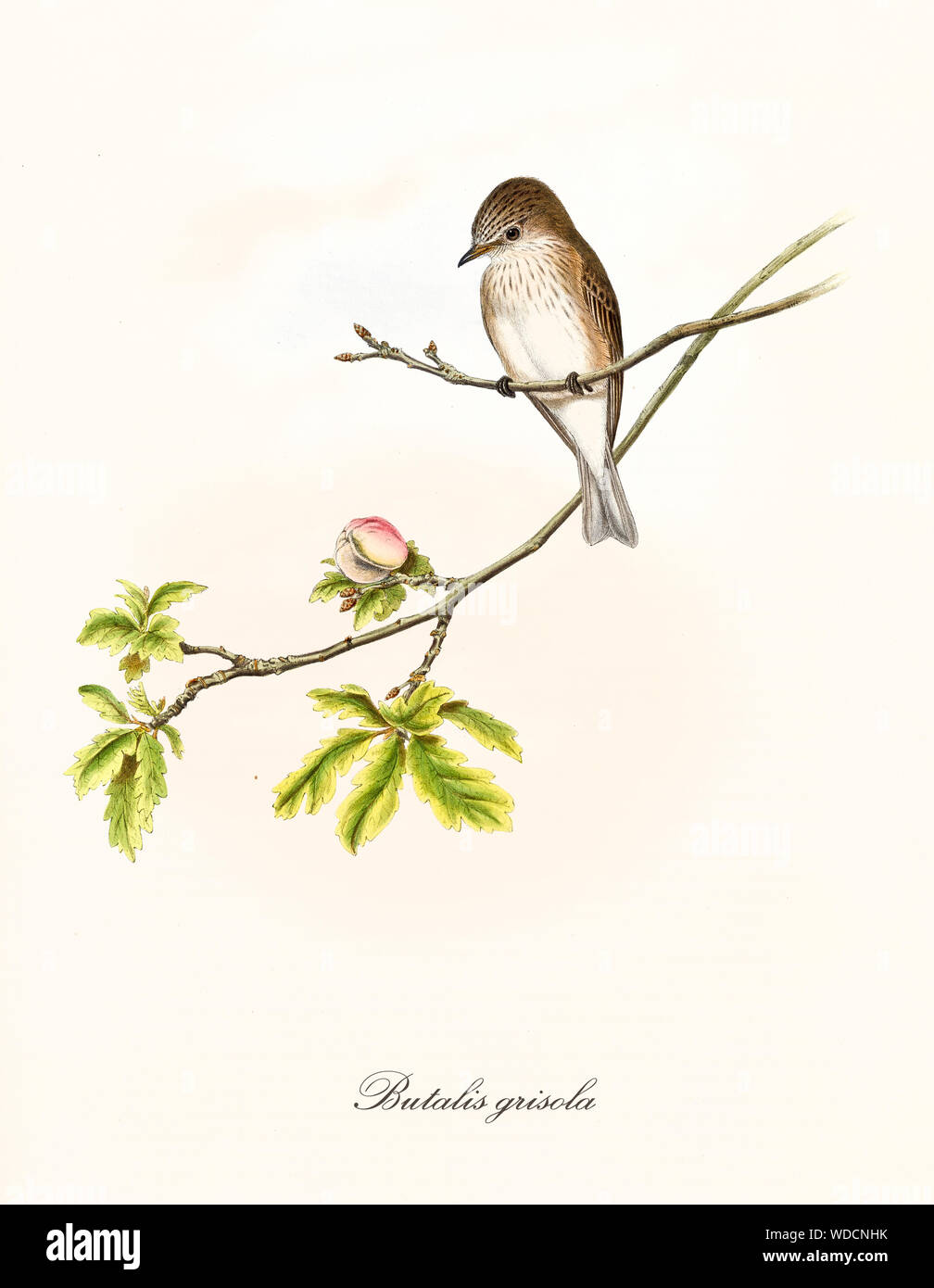 Little cute bird on a single isolated thin branch with leaves and one bud. Old vintage floreal illustration of Spotted Flycatcher (Muscicapa striata). By John Gould publ. In London 1862 - 1873 Stock Photo