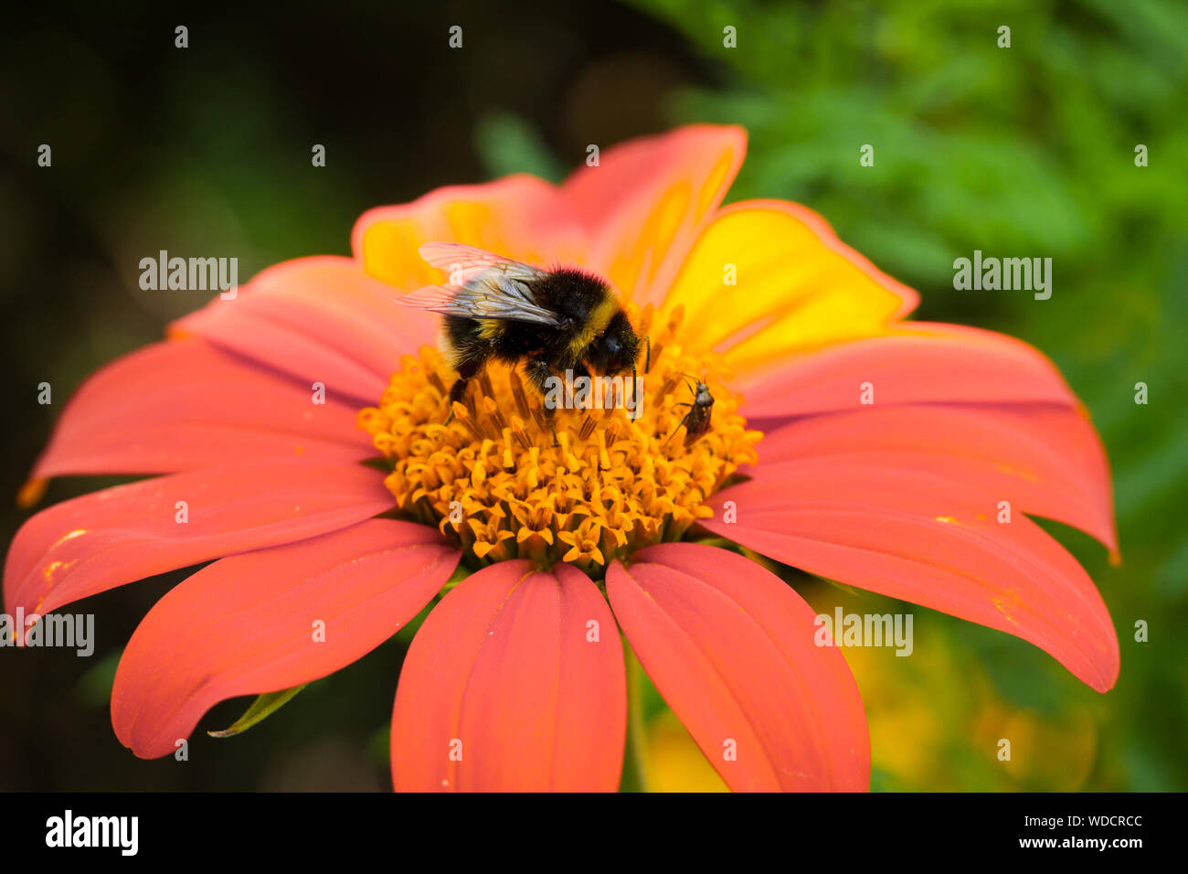 Bumblebee, Bombus terrestris/lucorum on Tithonia rotundifolia, Mexican sunflower in late summer, United Kingdom Stock Photo