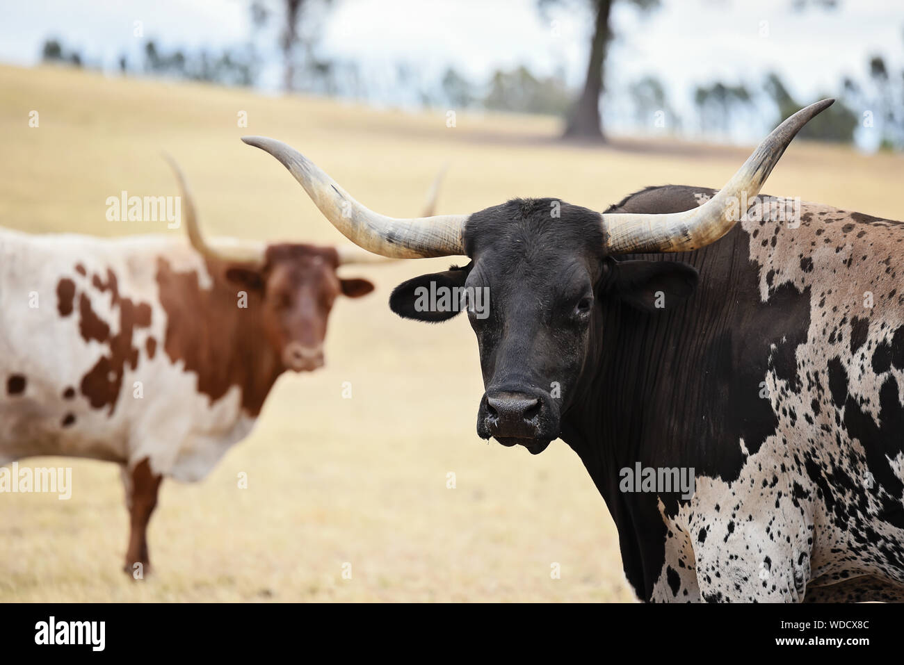 Horned cattle hires stock photography and images Alamy