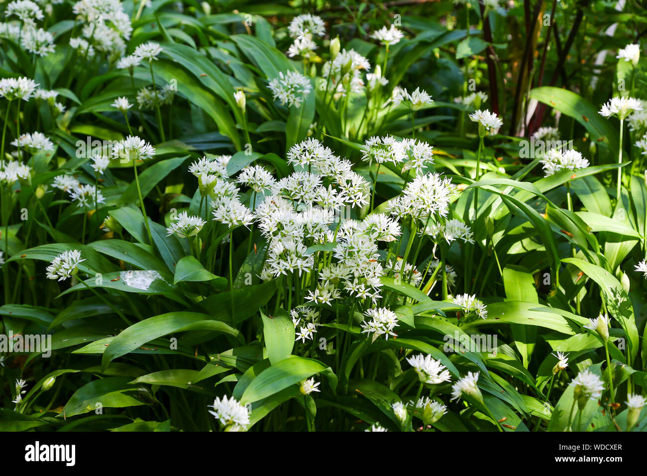 Wild Garlic Or Ramsons Allium Ursinum Staffordshire England Uk Stock Photo Alamy Wild Garlic Or Ramsons Allium Ursinum Staffordshire England Uk Stock Photo Alamy