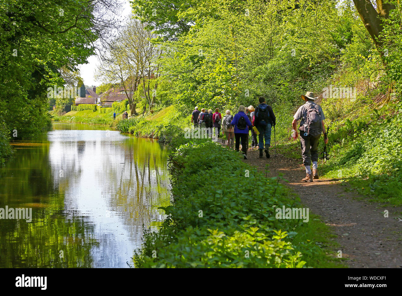 A group of elderly walkers or ramblers walking along a canal towpath on the Macclesfield branch of the Trent and Mersey Canal Cheshire England UK Stock Photo