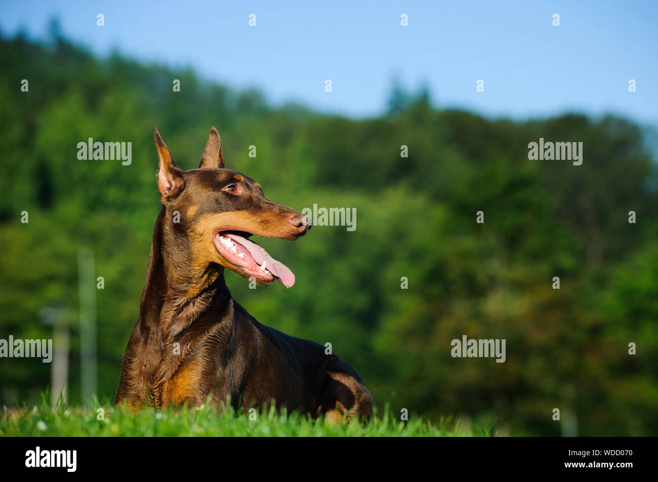 Dog lying down one eye open hires stock photography and images Alamy