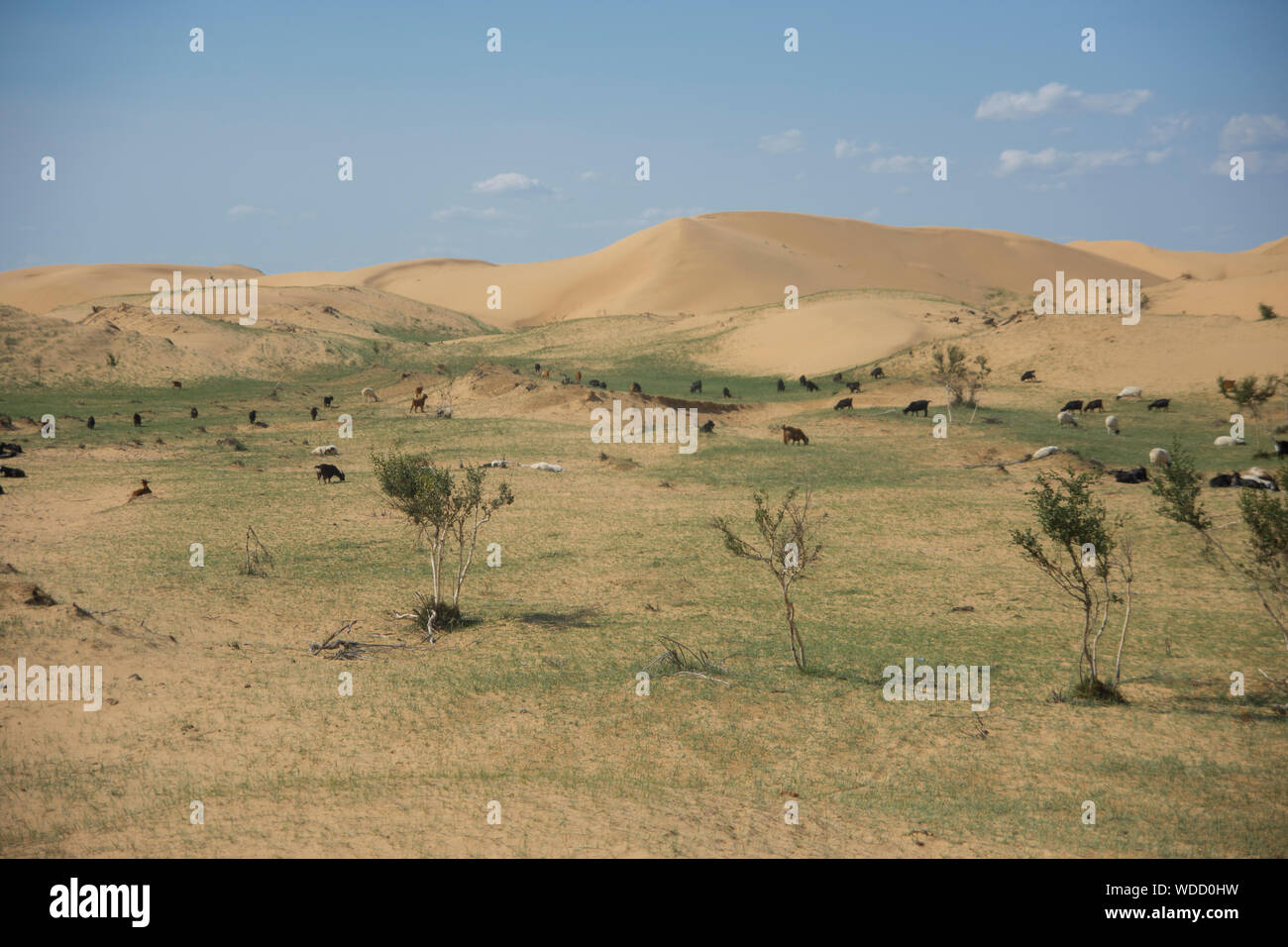Dunes in Mongolia Stock Photo - Alamy
