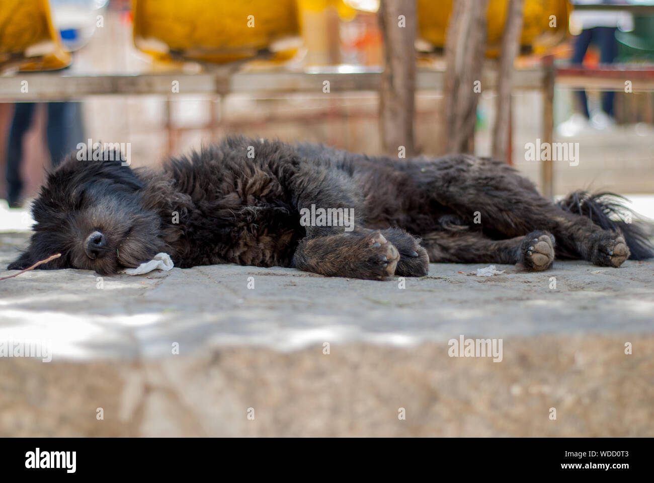 Dog sleeping in the shade on stone ground Stock Photo