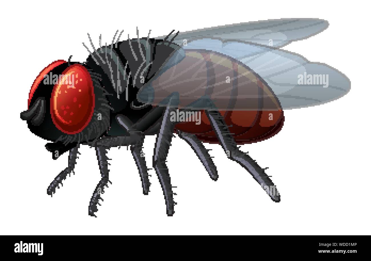 Housefly on white background illustration Stock Vector Image & Art - Alamy