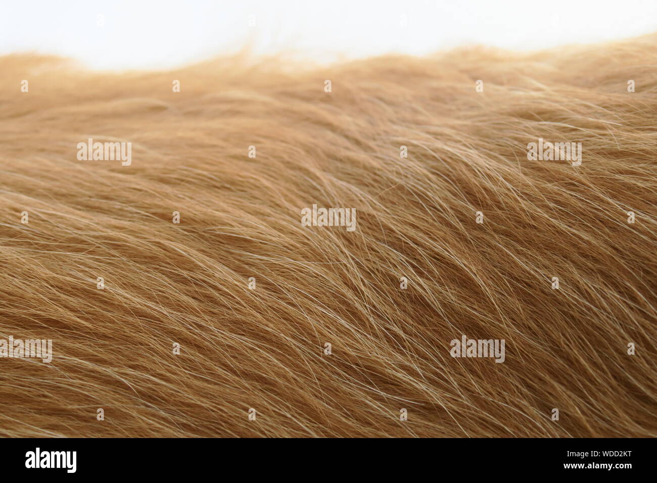 Close-up Of Animal Hair Stock Photo