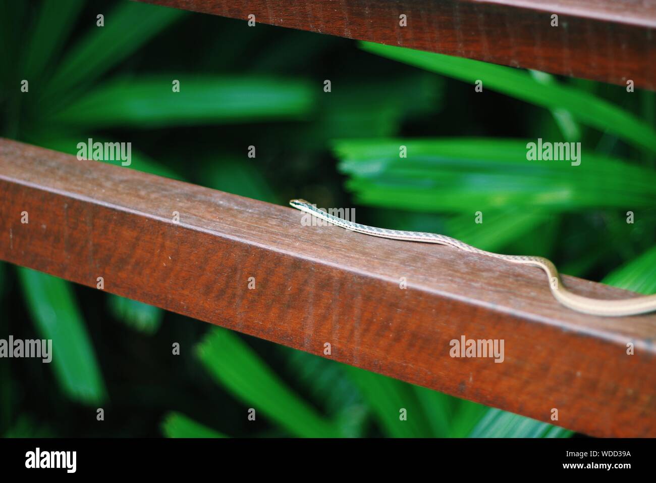 Snake fence hires stock photography and images Alamy