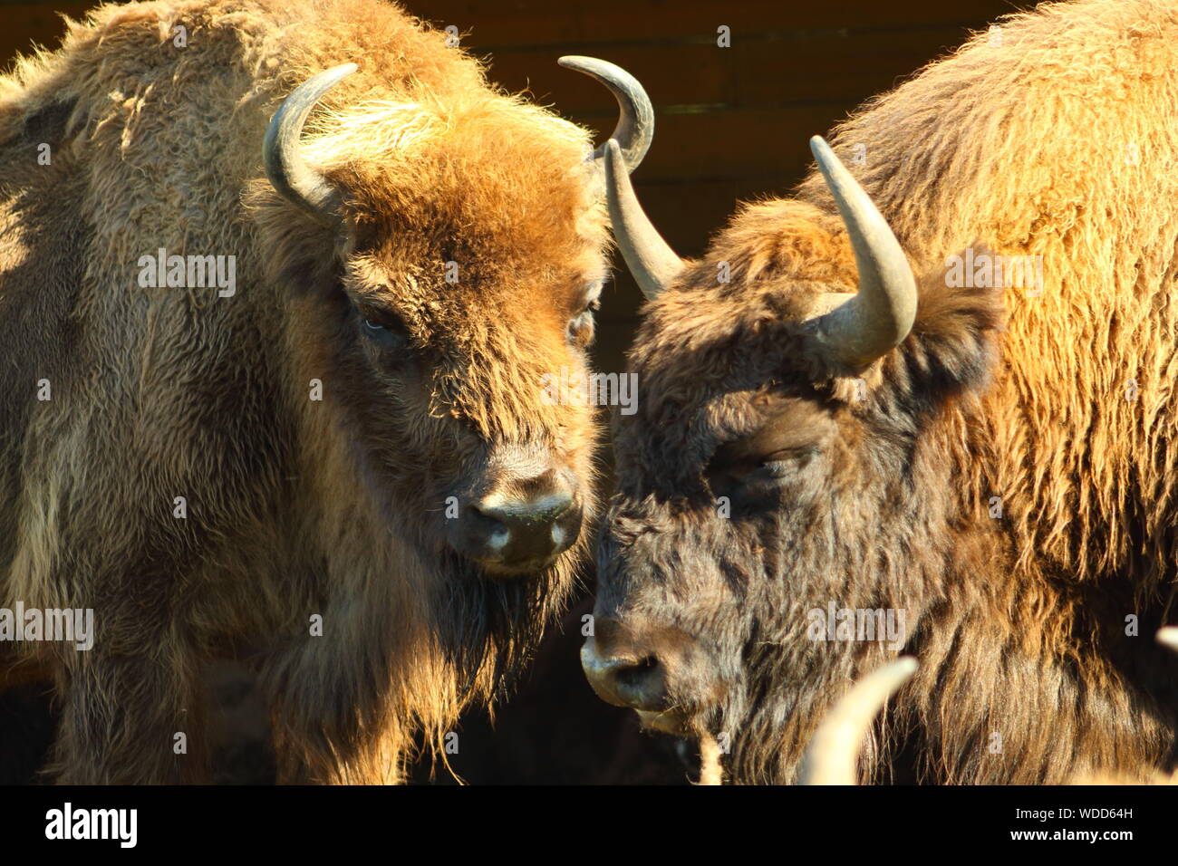 Cattles Standing Outdoors Stock Photo