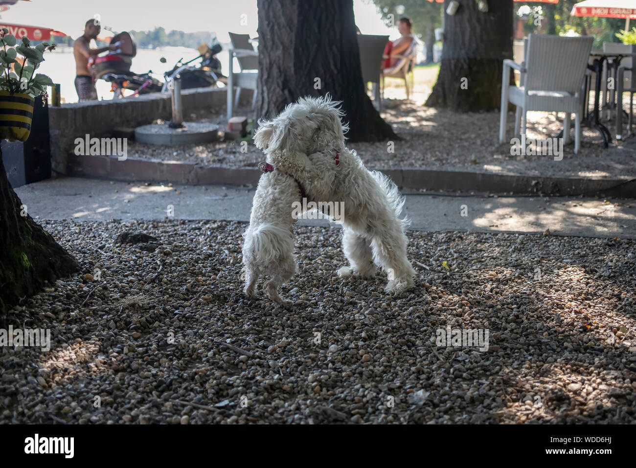 Nanja, Bichon Bolognese doggie (right), and Maltese dog Baky playing at the coffee shop terrace Stock Photo