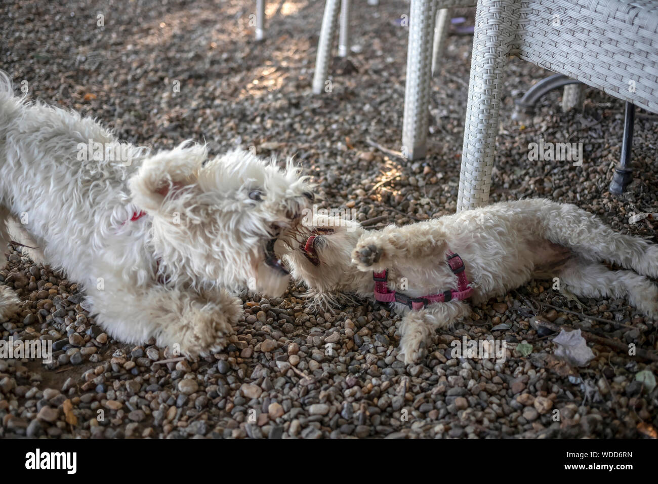 Nanja, Bichon Bolognese doggie (left), and Maltese dog Baky playing at the coffee shop terrace Stock Photo