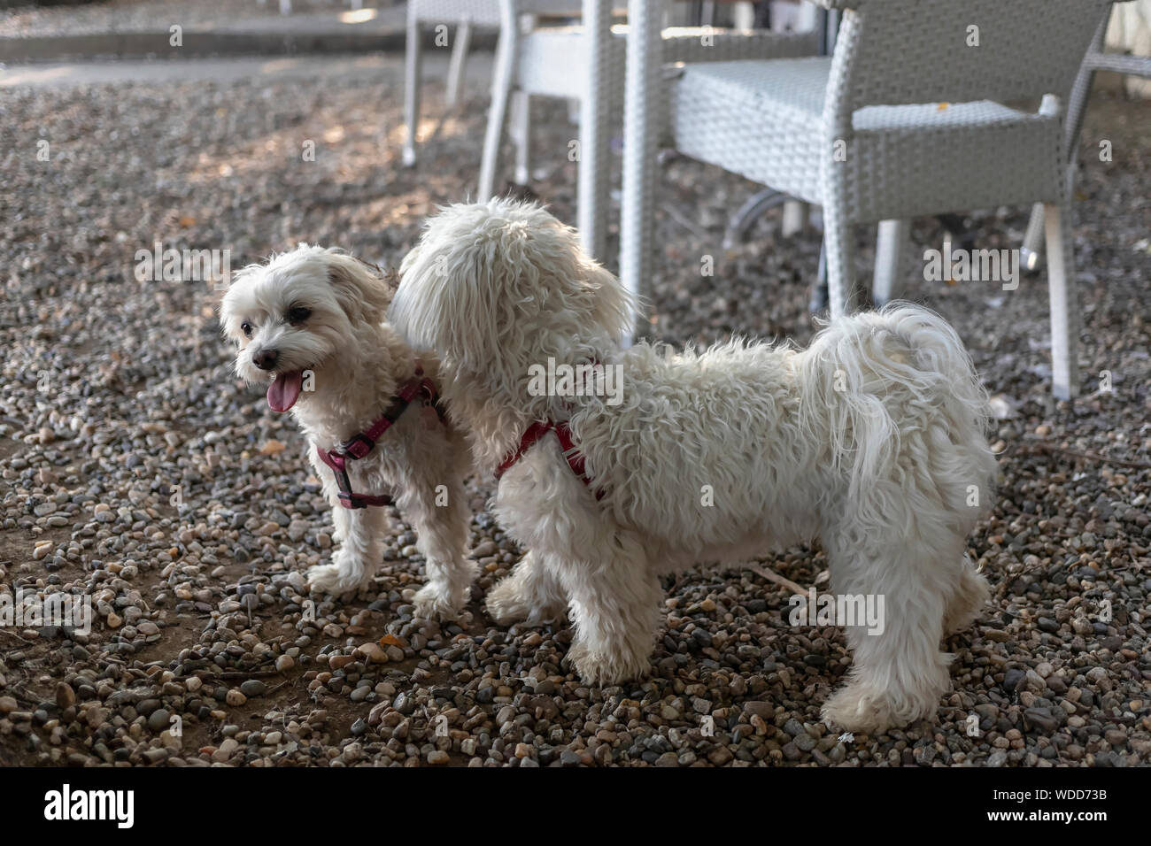 Nanja, Bichon Bolognese doggie (right), and Maltese dog Baky playing at the coffee shop terrace Stock Photo