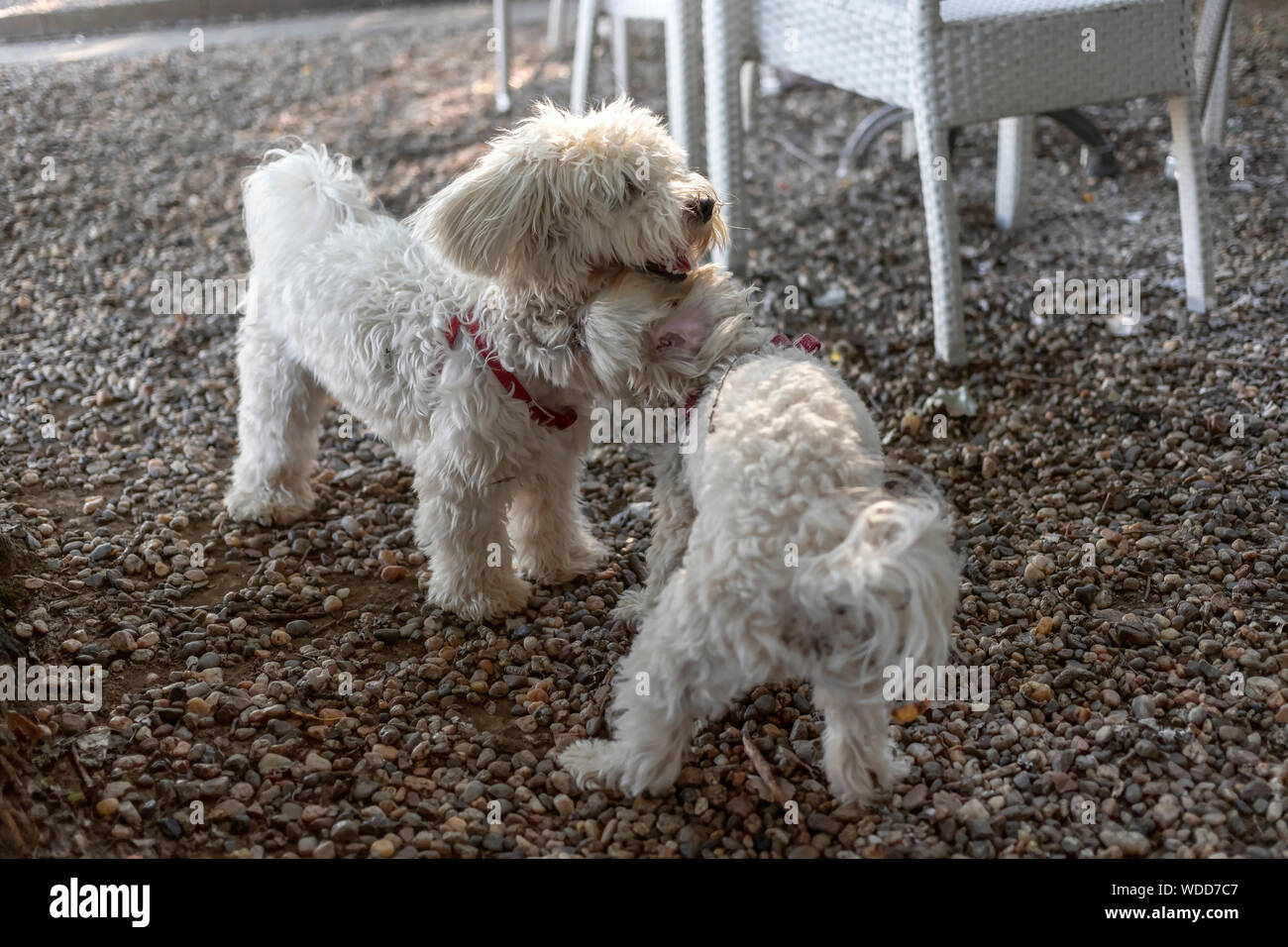 Nanja, Bichon Bolognese doggie (left), and Maltese dog Baky playing at the coffee shop terrace Stock Photo