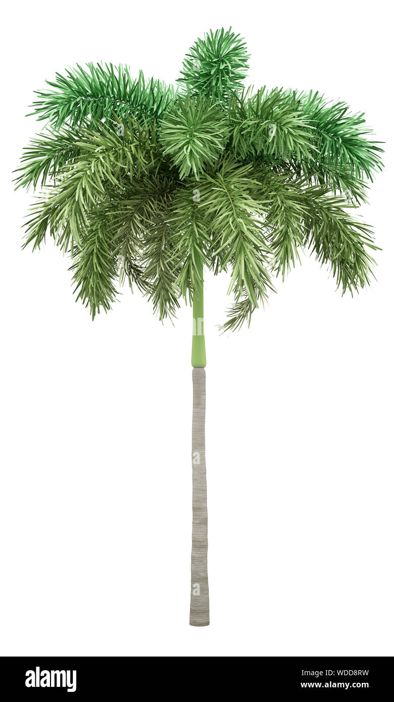 foxtail palm tree isolated on white background. 3d illustration Stock ...
