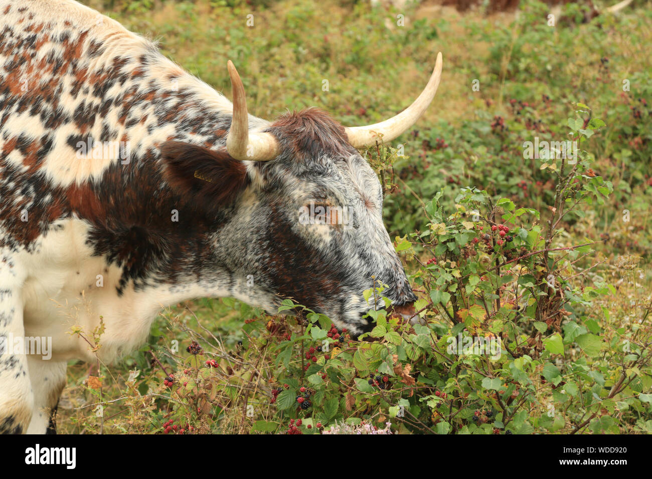English Longhorn Cattle Grazing High Resolution Stock Photography and ...