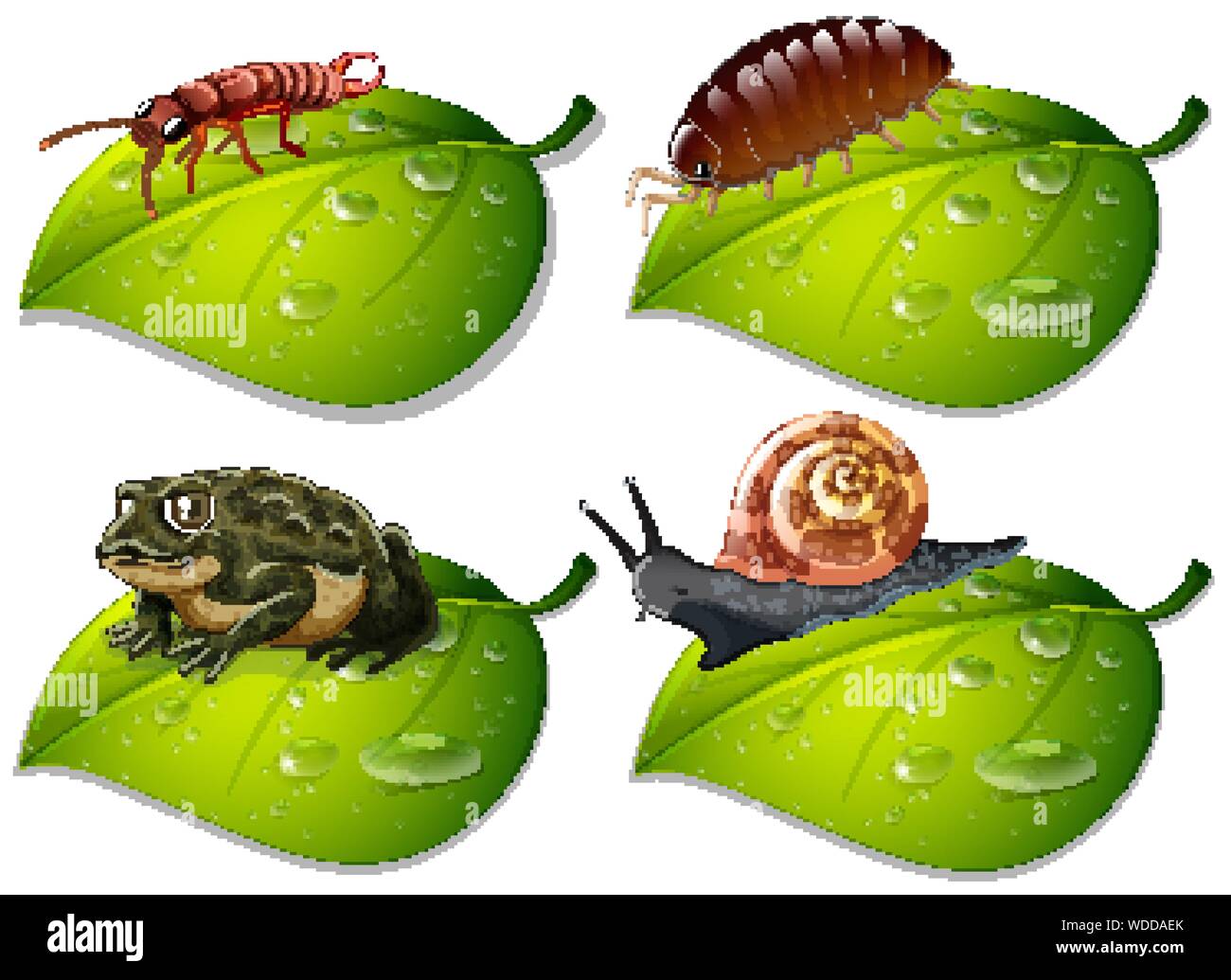 Four types of insects on green leaves illustration Stock Vector Image