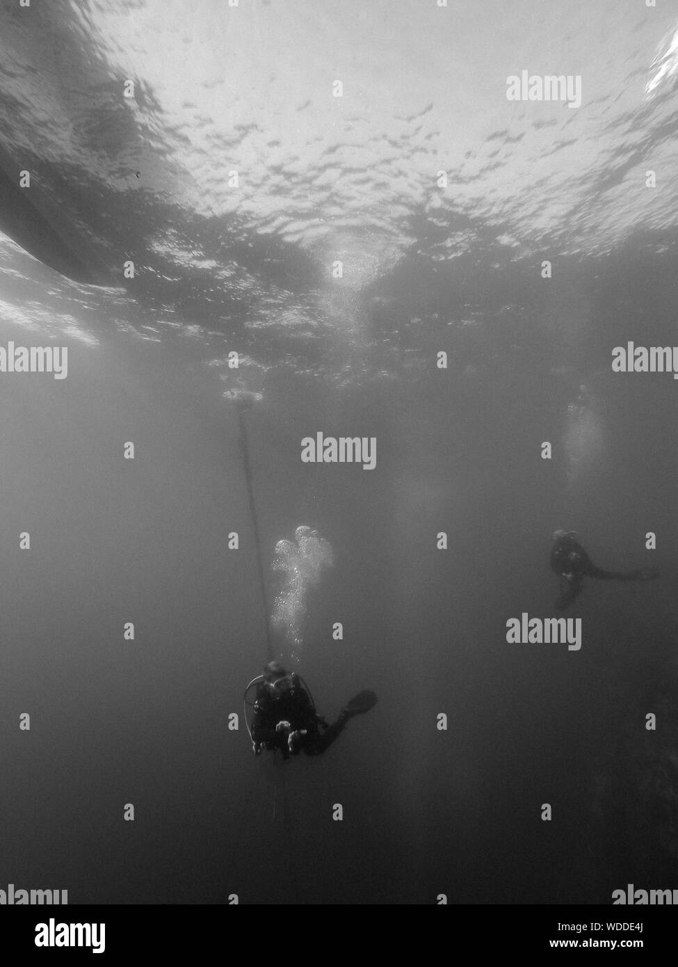 Man Scuba Diving In Sea Stock Photo - Alamy