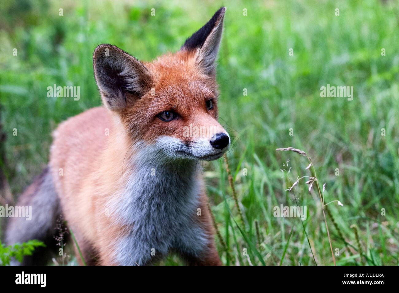 beautiful young wild red fox in the northwest of Russia Stock Photo