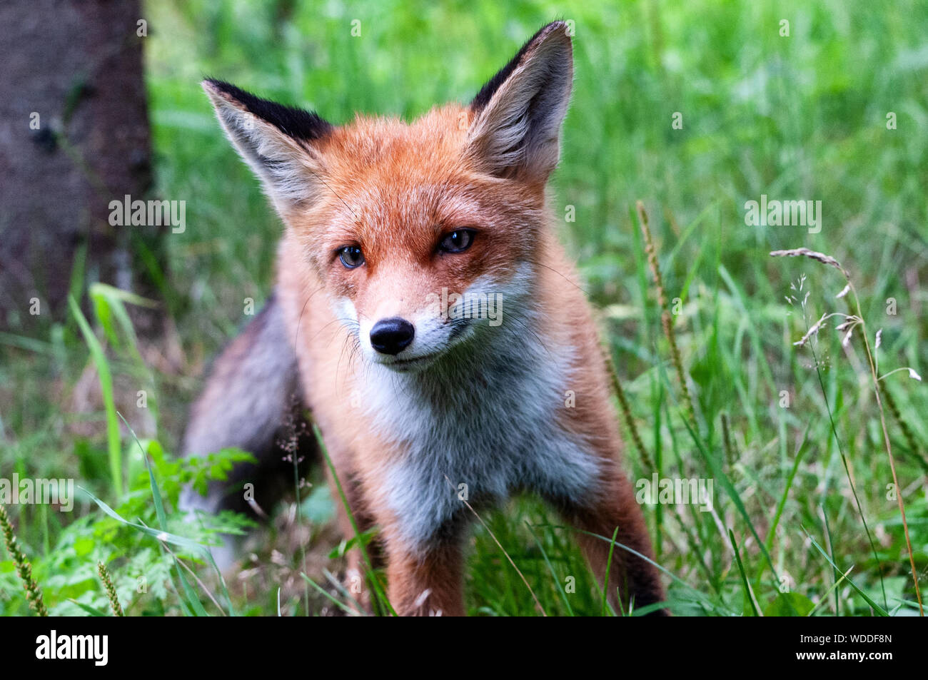 beautiful young wild red fox in the northwest of Russia Stock Photo