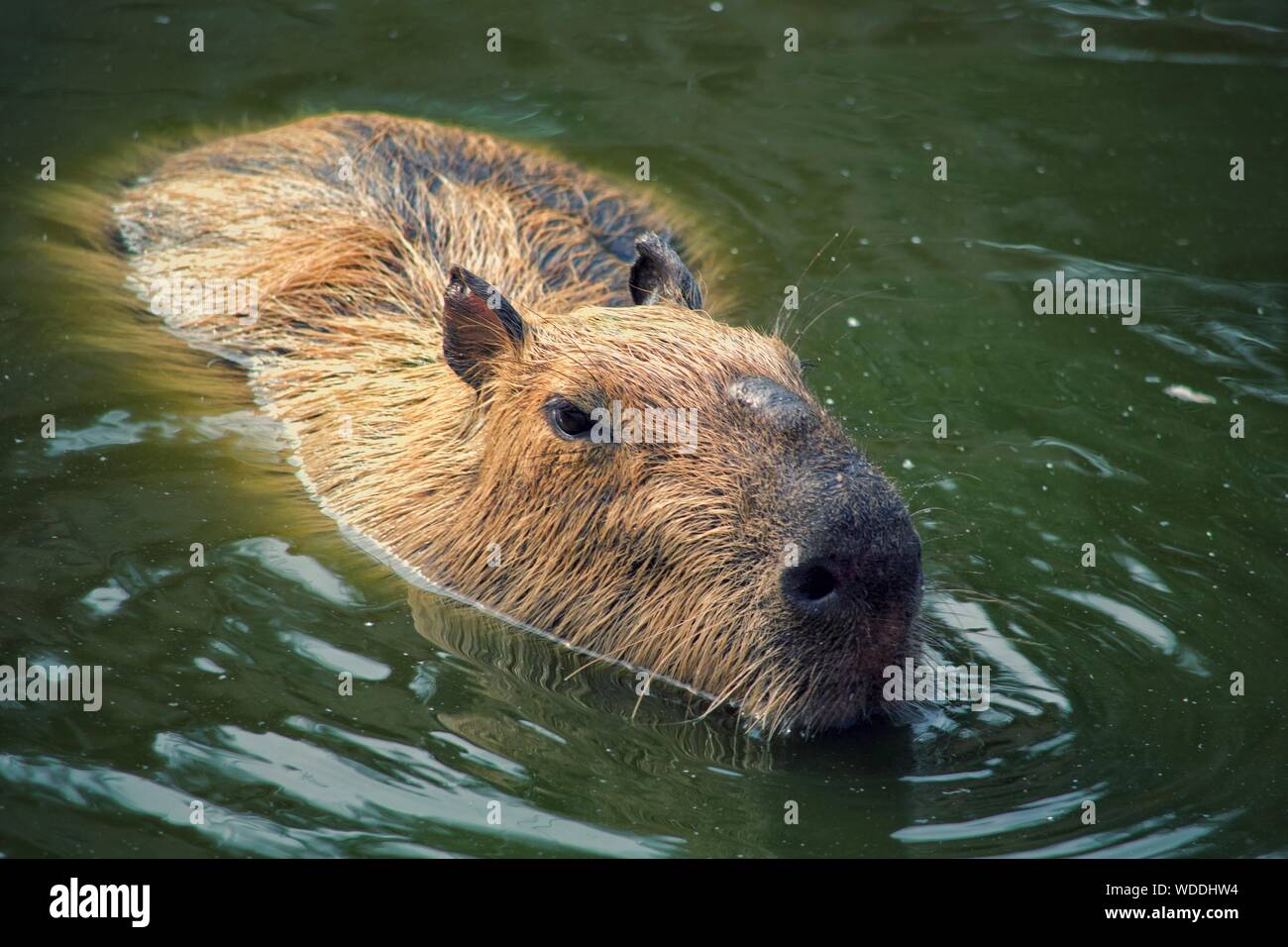 Close-up Of Capybara Swimming In Lake Stock Photo - Alamy