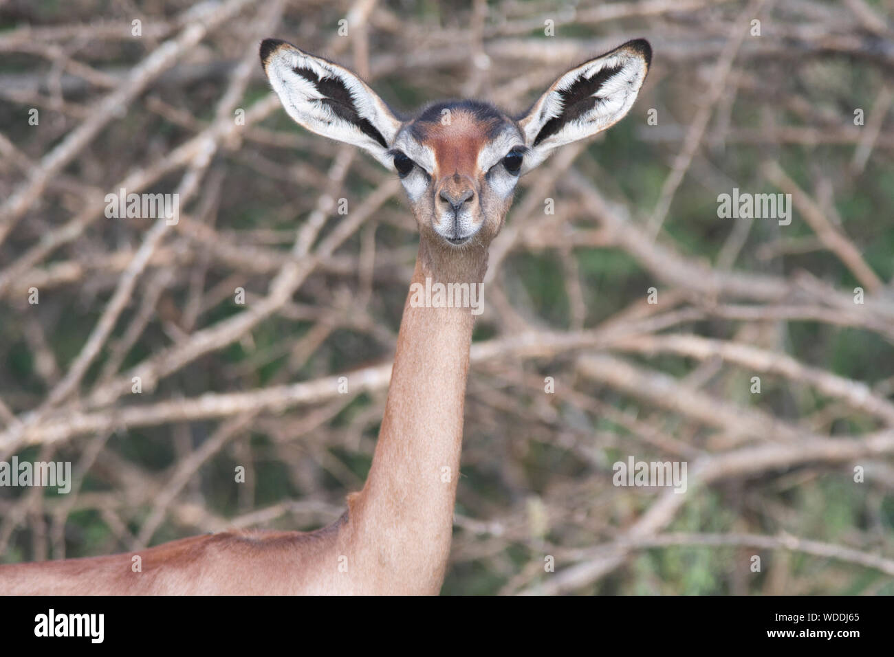 Head and neck of a female gerenuk (Litocranius walleri) Stock Photo