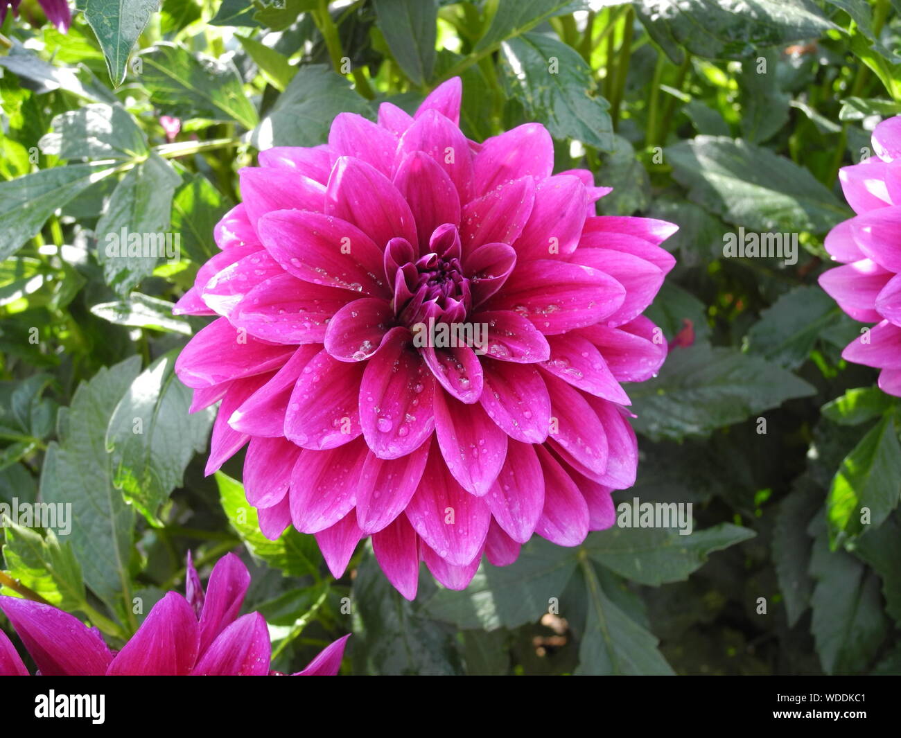 Wet Pink Dahlia Dahlia High Resolution Stock Photography and Images - Alamy