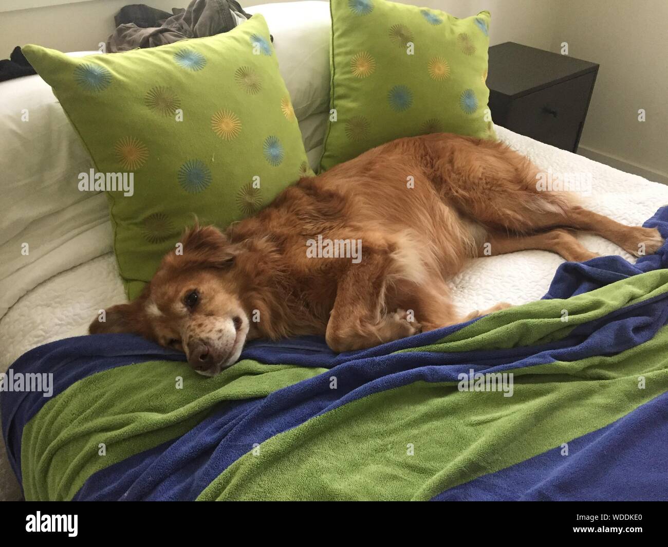 Sleeping in dog bed hires stock photography and images Alamy